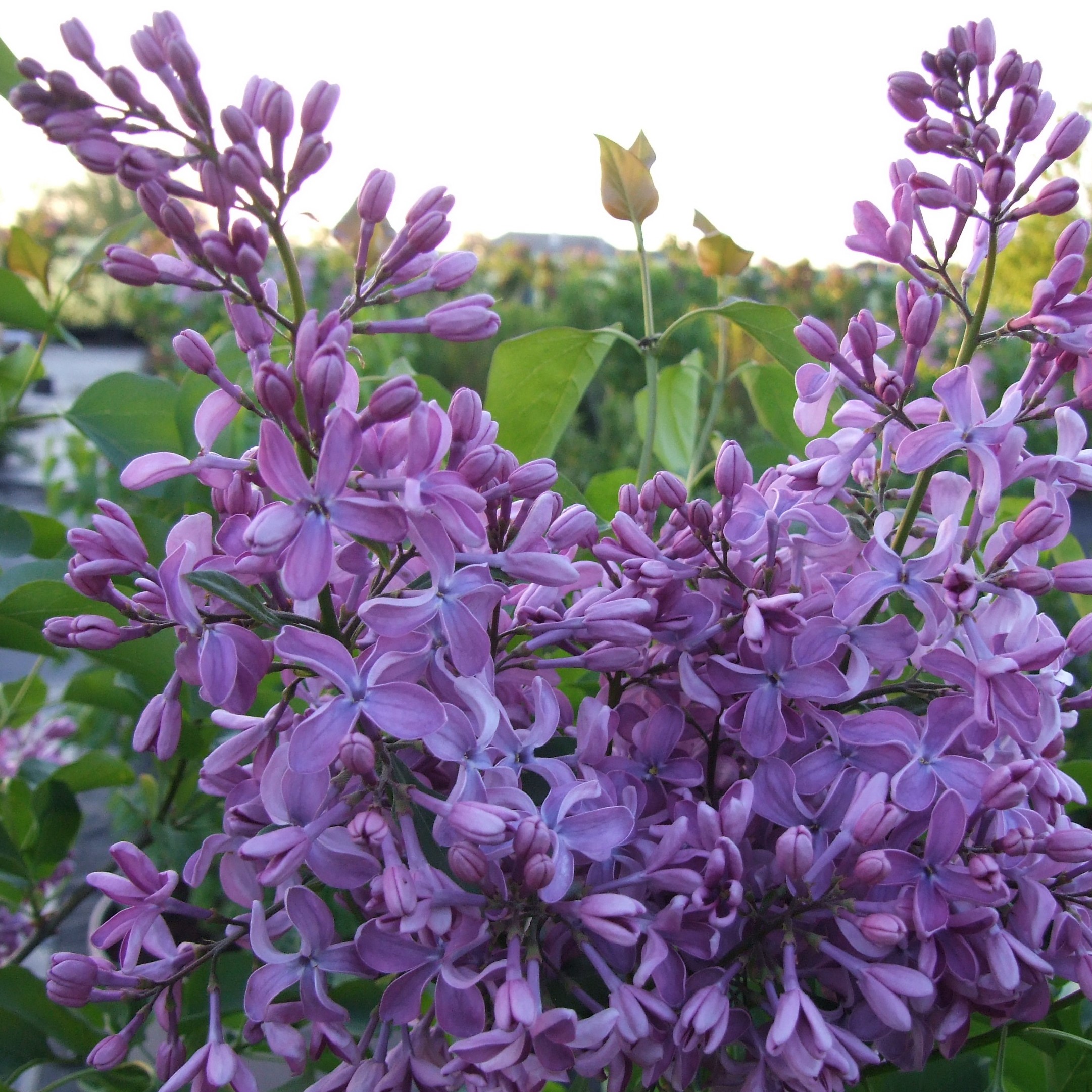 Сирень обыкновенная Вечерняя